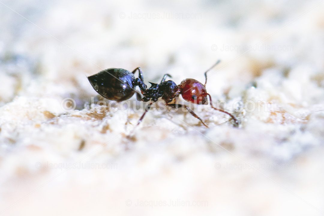 Red-headed ant