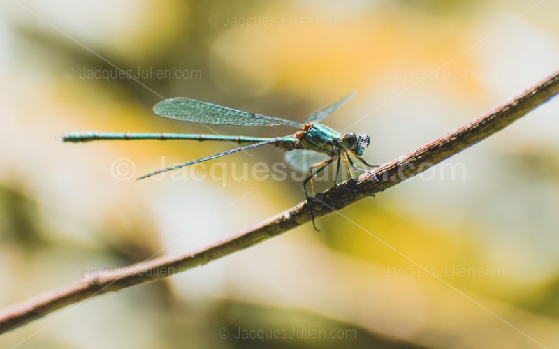 close view of a blue dragonfly