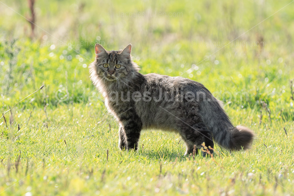 chat Maine Coon debout dans l'herbe
