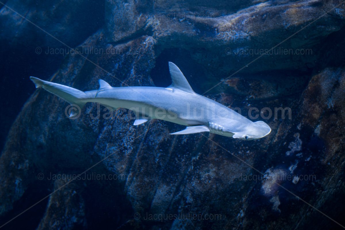 Hammerhead shark – Bonnethead