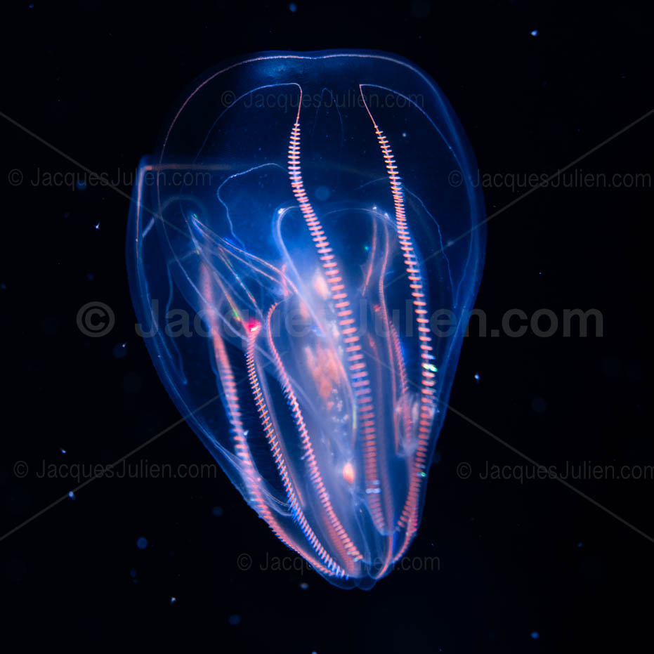 cténophore pélagique transparent et bioluminescent