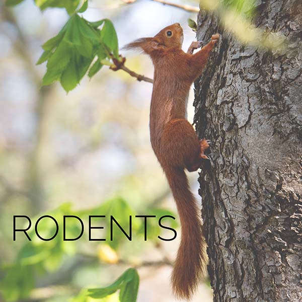 red squirrel climbing a tree