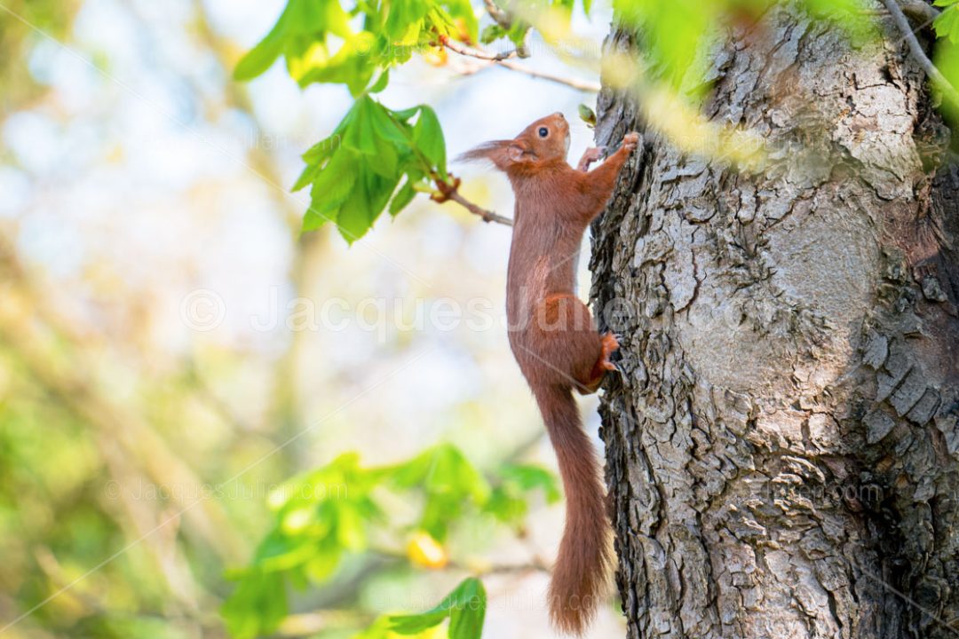 écureuil roux grimpant sur un tronc d'arbre