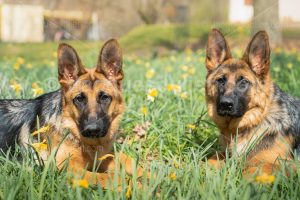 Two German Shepherds