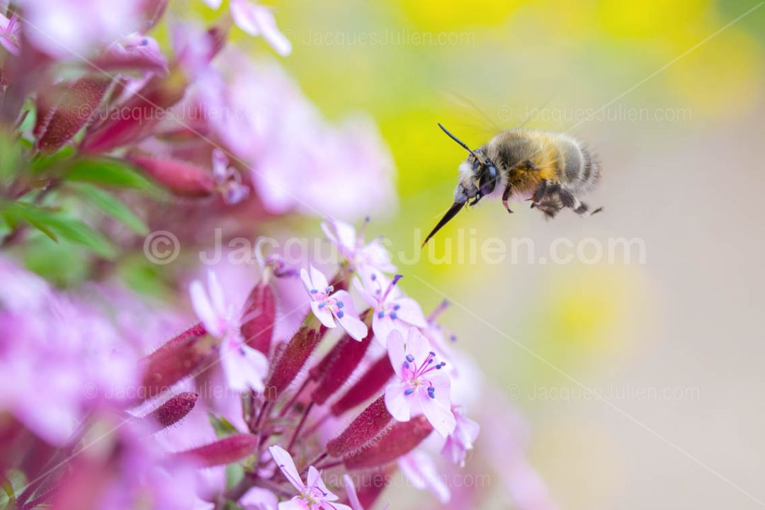 Bombylius bee flying near flowers