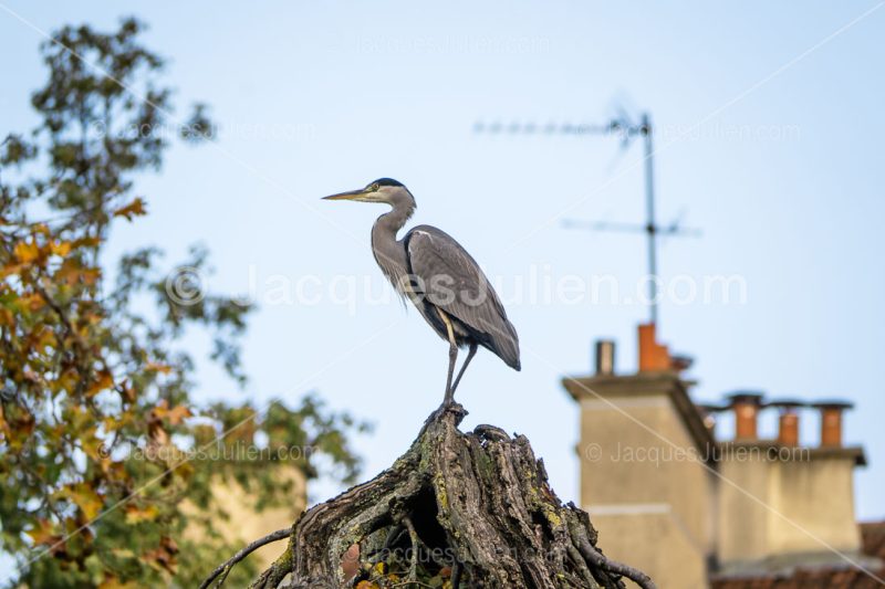 Grey heron perching next to a building roof