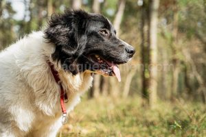 Landseer dog in a forest