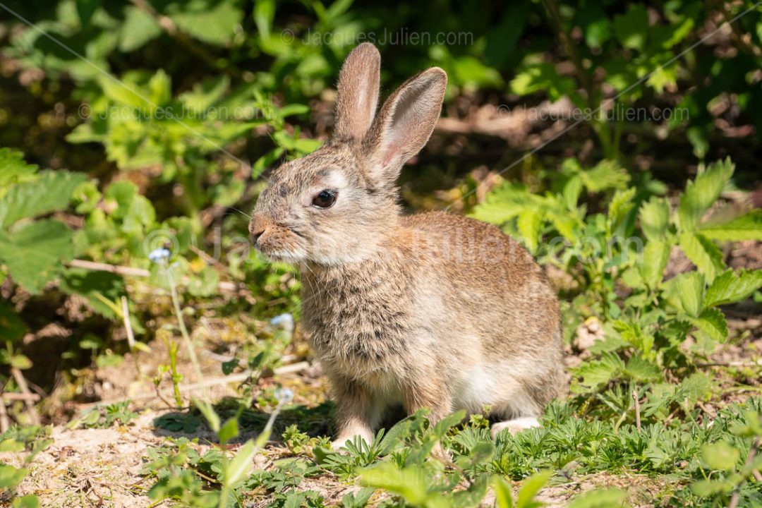 cute wild brown bunny