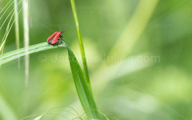 wood-boring red insect on a leaf