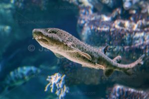 Nursehound shark swimming underwater