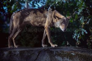vieux loup ibérique sur un rocher dans une forêt la nuit