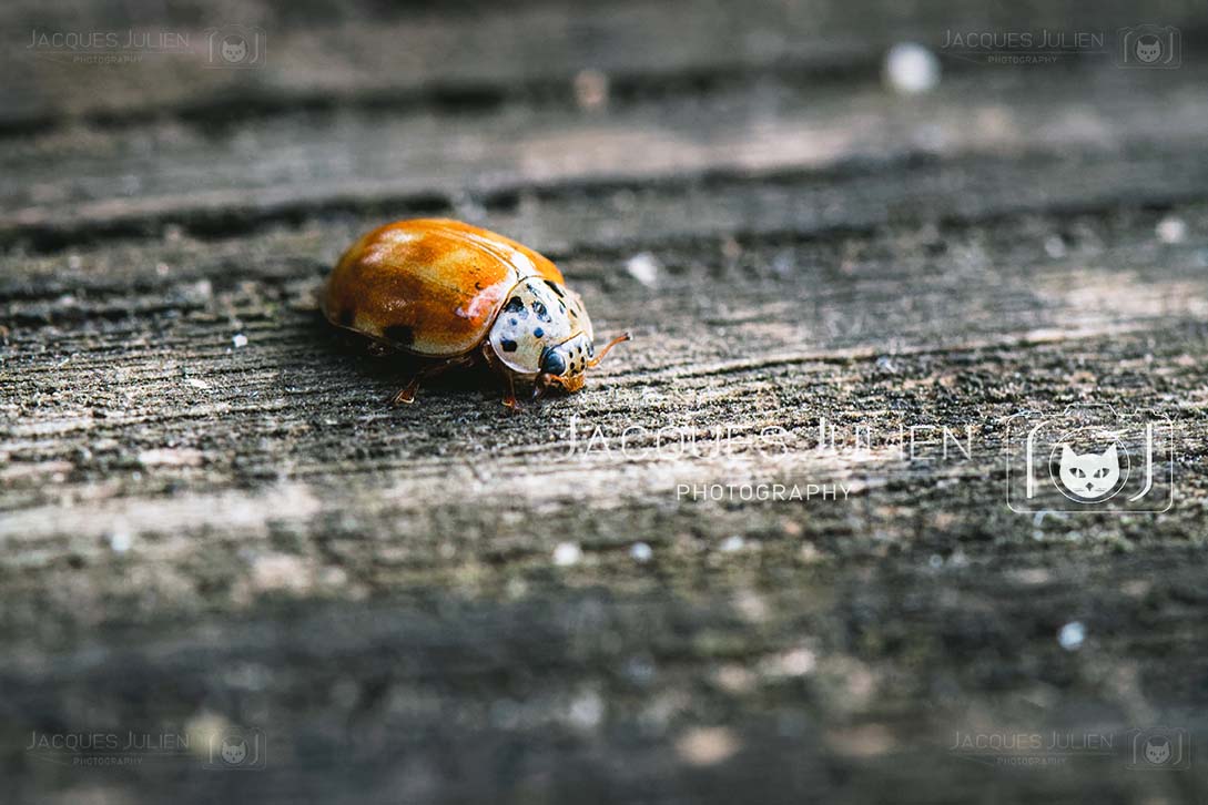 Harlequin lady beetle