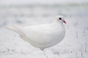 White bird on white in the snow