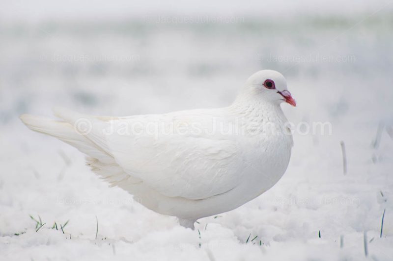 oiseau blanc sur la neige