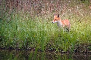 Renard roux se tenant dans les hautes herbes près d'une rivière