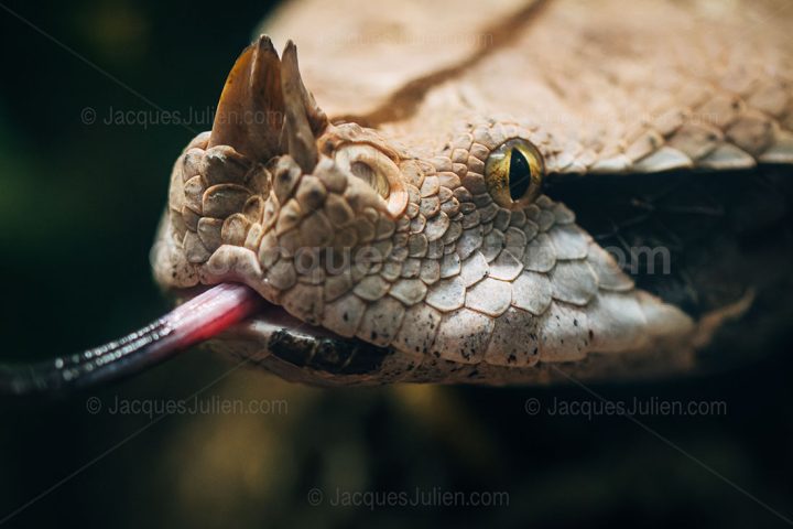 Vipère du Gabon