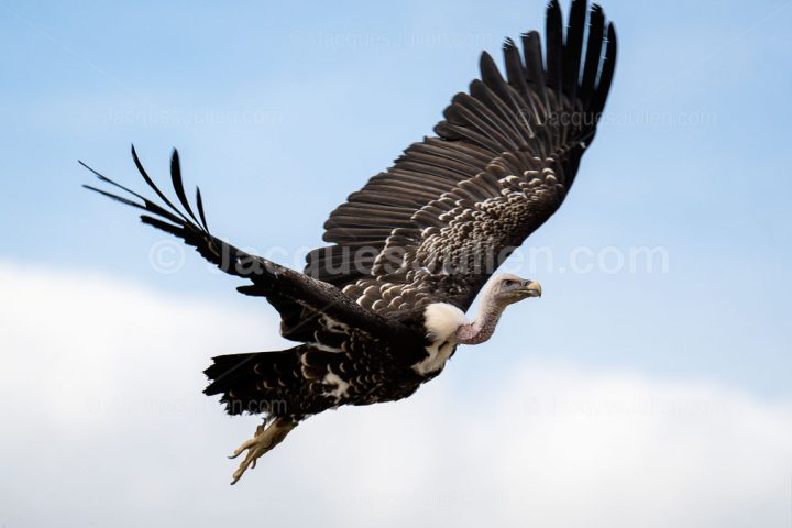 Vautour fauve en vol