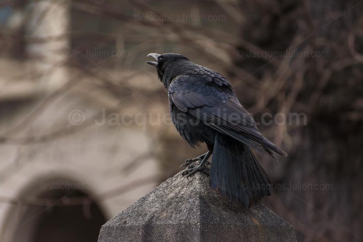 Corbeau croassant