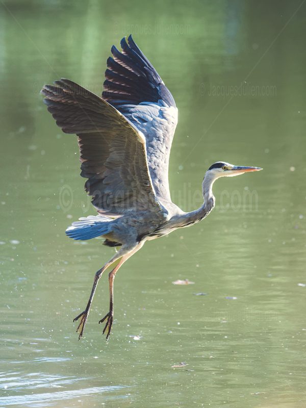 Héron déployant ses ailes alors qu'il s'envole au-dessus d'un lac calme