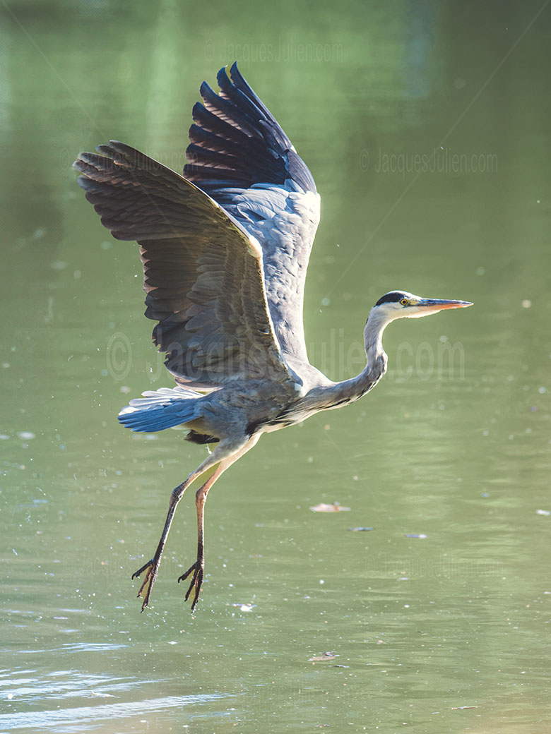 Héron cendré en vol