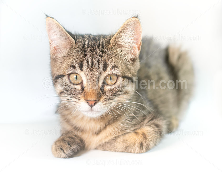 chaton tigré fond blanc
