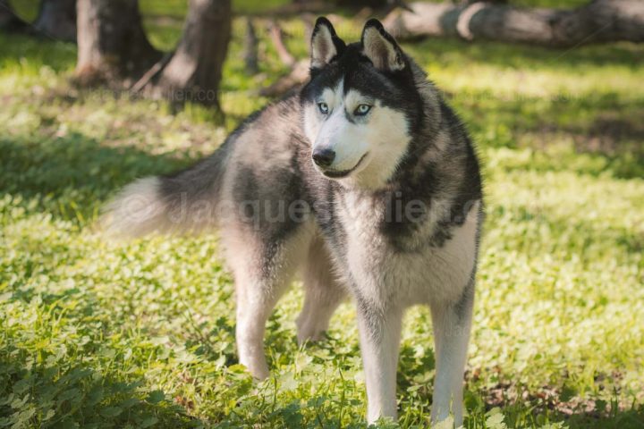Chien Husky de Sibérie
