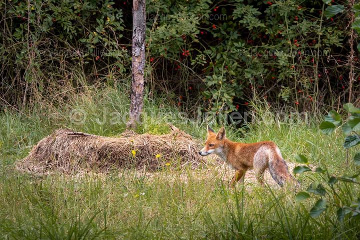 Renard roux – Vulpes vulpes