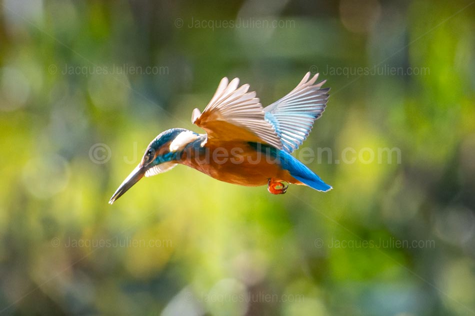 Vol du martin-pêcheur