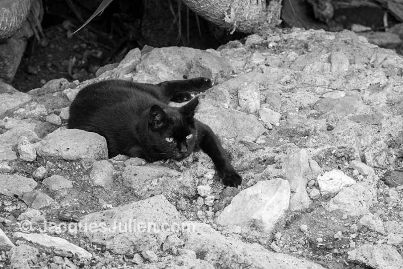 black cat lying in ruins