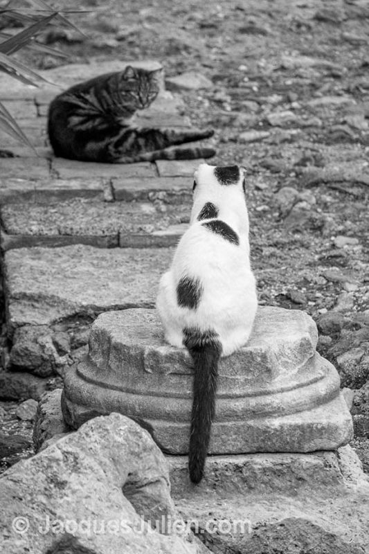 two stray cats in ruins of Rome