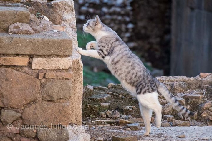 Street Cat in Roman Ruins