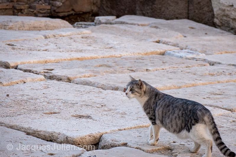 tabby cat walking in Rome historic ruins