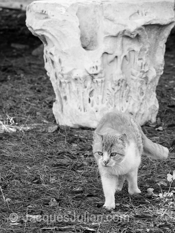 cat walking in front of an antic column of Rome