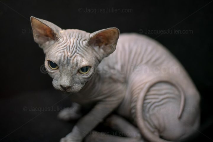 Chaton Sphynx sur fond noir