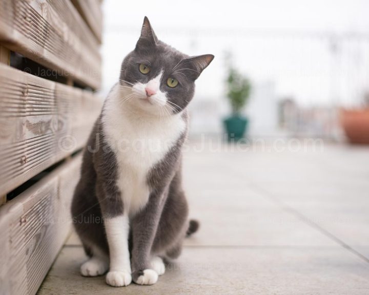 Chat tuxedo curieux
