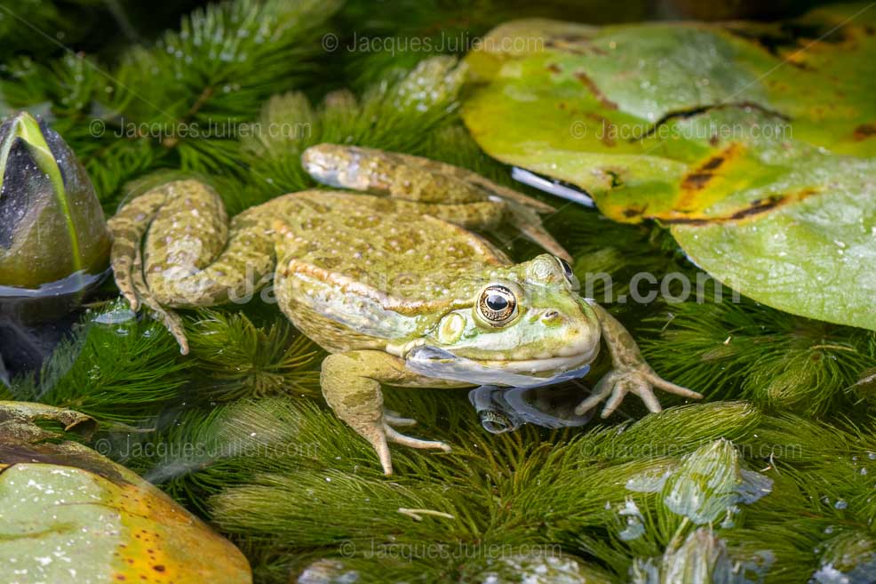 Grenouille verte se reposant dans un étang
