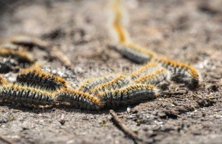 Chenilles processionnaires du pin