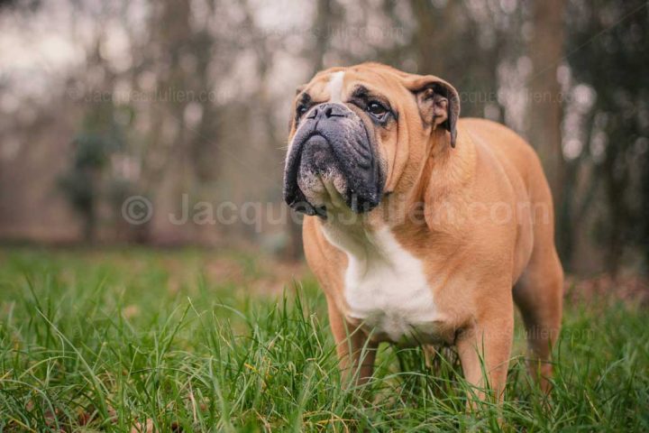 Bulldog Anglais