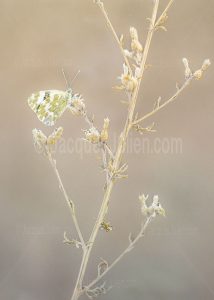 papillon Marbré-de-vert (Pontia daplidice) reposant sur une tige de plante