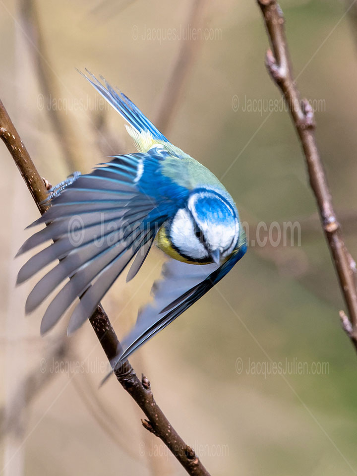 Mésange bleue en vol
