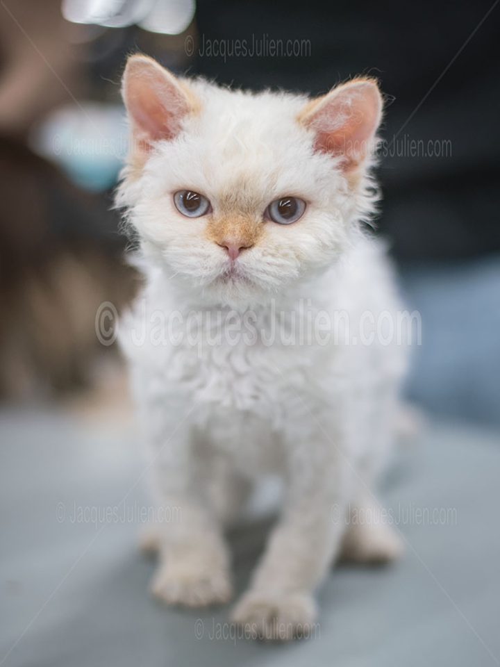 Chaton Selkirk Rex