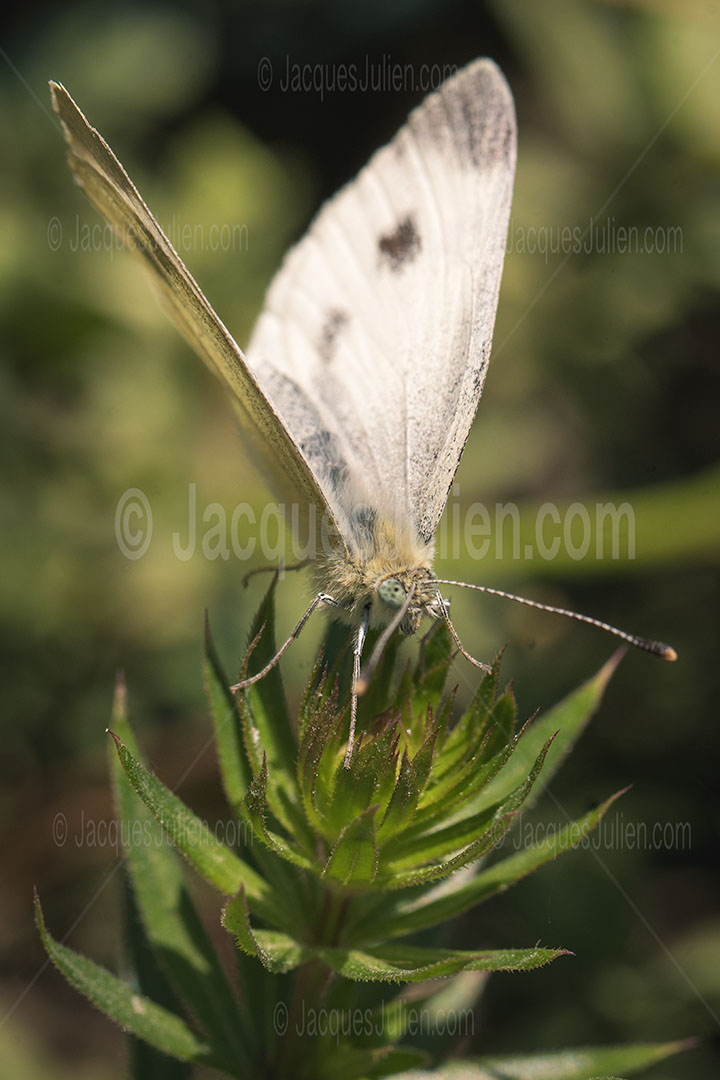 Pieris rapae – Small white butterfly