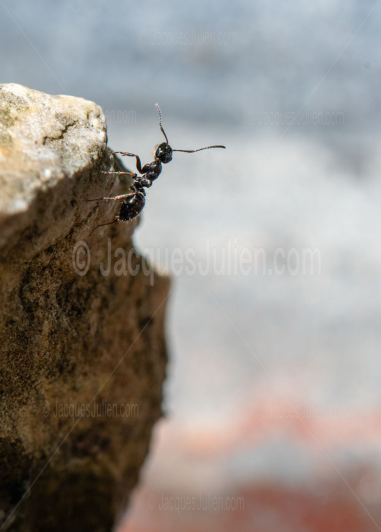 Ant Climbing a Rock