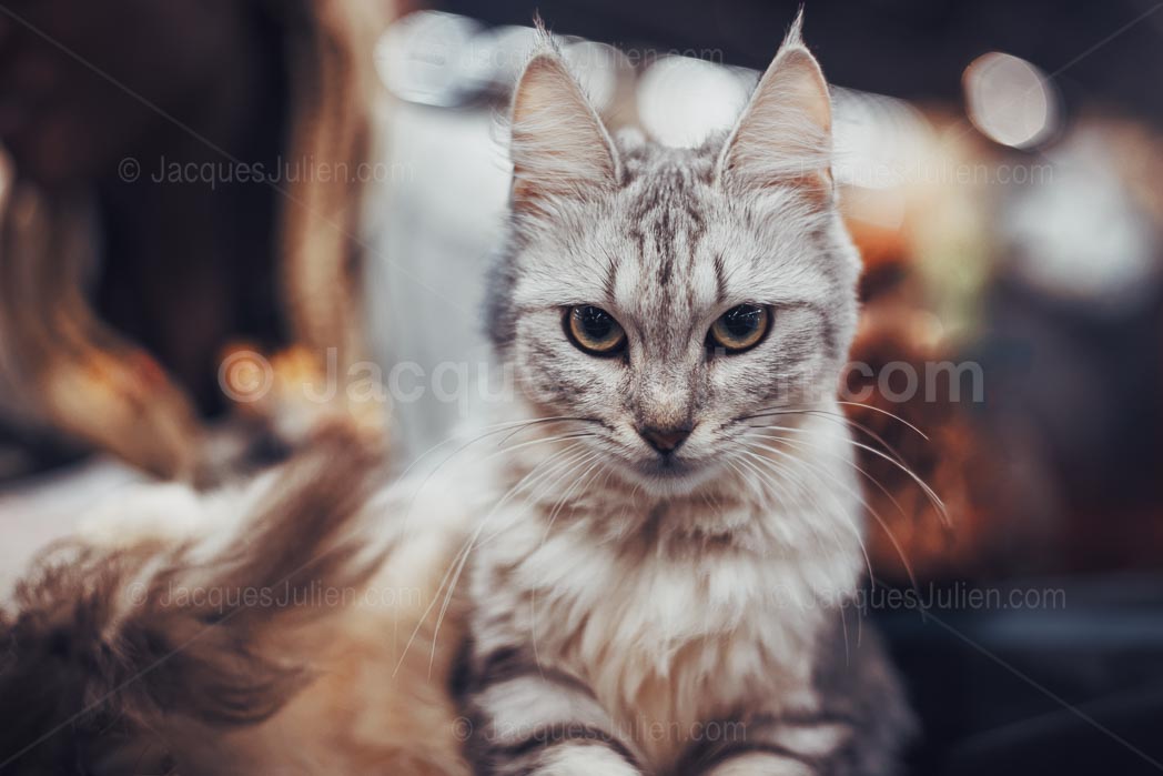 Young Silver Maine Coon