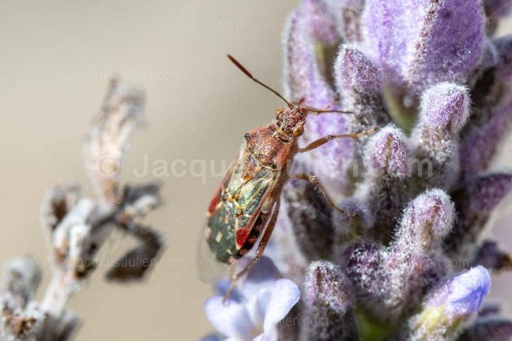 Hémiptère Rhopalus Subrufus