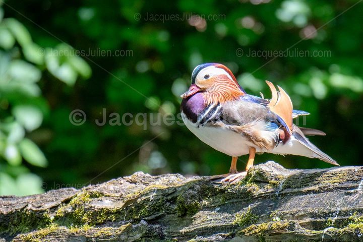 Canard mandarin mâle