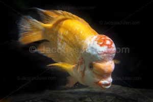 Close-up of an orange Midas cichlid (Amphilophus citrinellus) with prominent nuchal hump swimming in an aquarium against a dark background, showing detailed scales and fins.