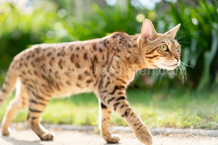 Chat Bengal en mouvement