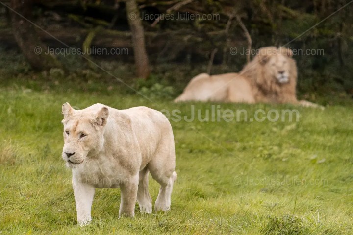 Couple de lions blancs