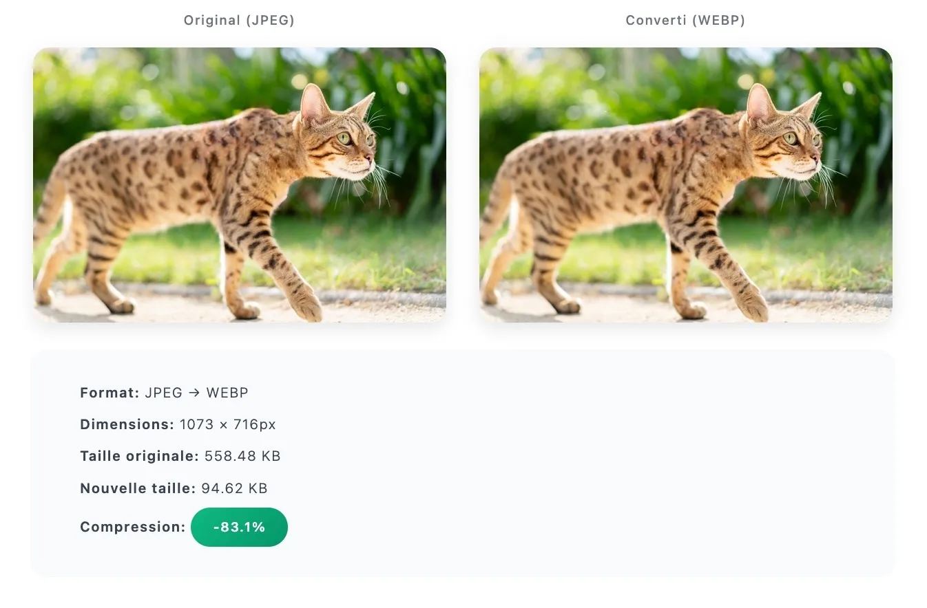 JPEG to WebP conversion comparison with Convertito: wild cat before and after conversion, 83% file size reduction